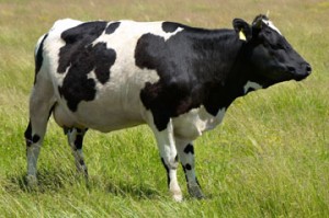 black and white cow grazing